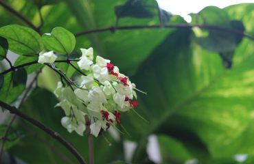 pixabay-5076897-post-153-1767699784.jpg