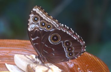 pixabay-93616-post-147-1767699743.jpg